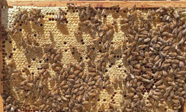Bienen auf Rahmen